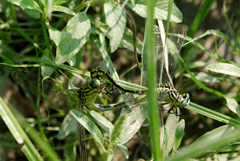 Gomphus flavipes